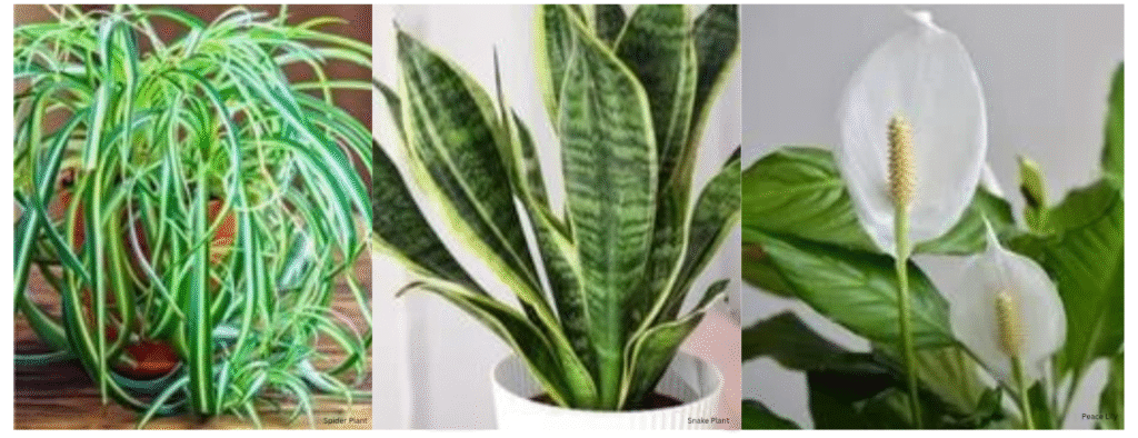 Best indoor plants for oxygen