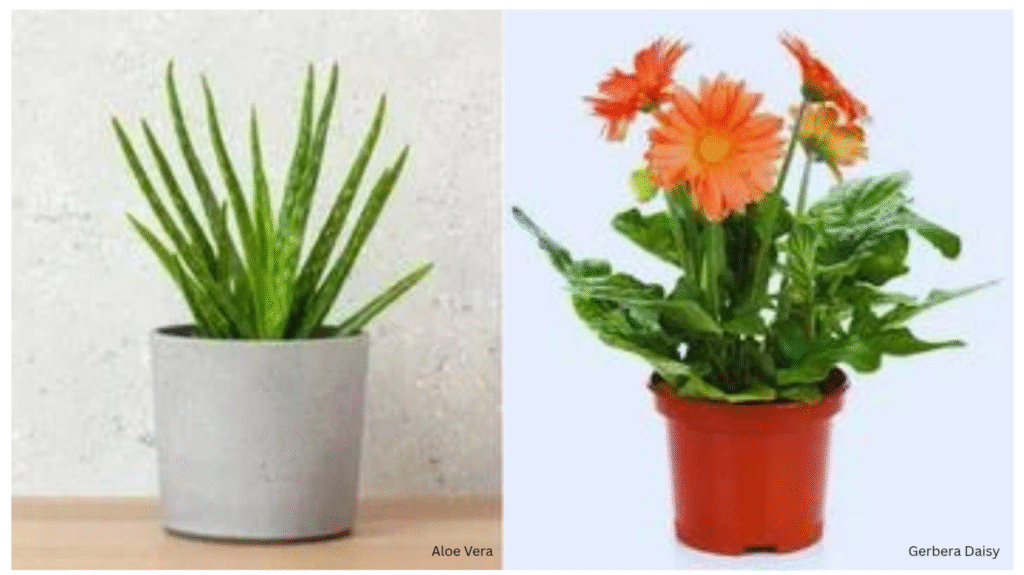 Best indoor plants for oxygen