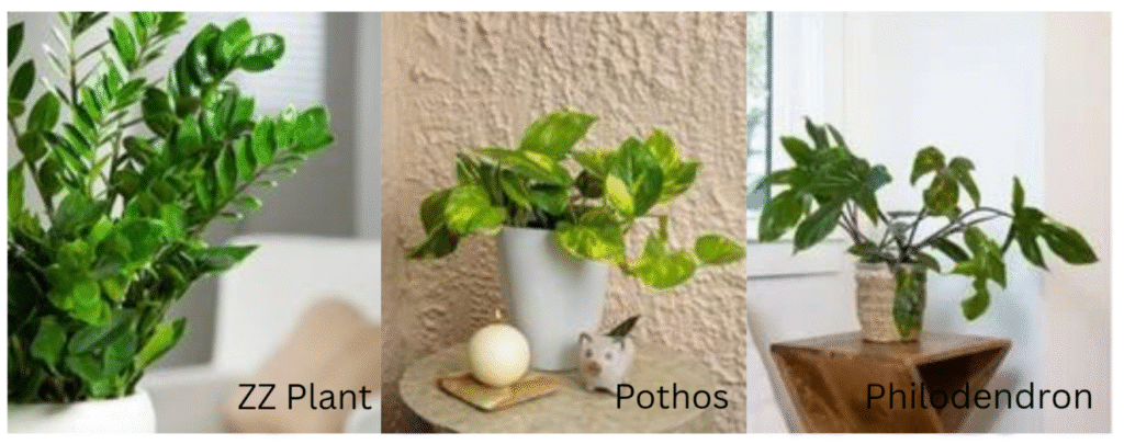 Best indoor plants for oxygen
