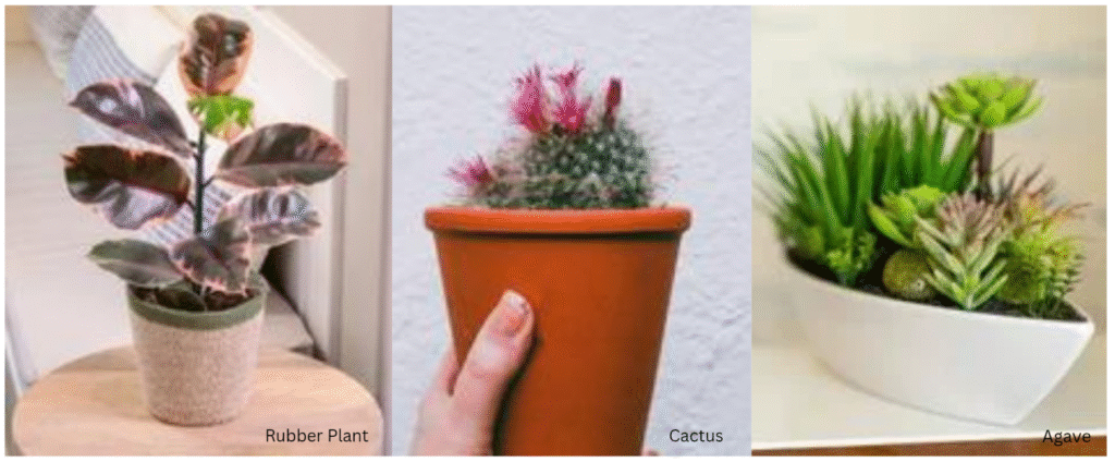 Best indoor plants for oxygen