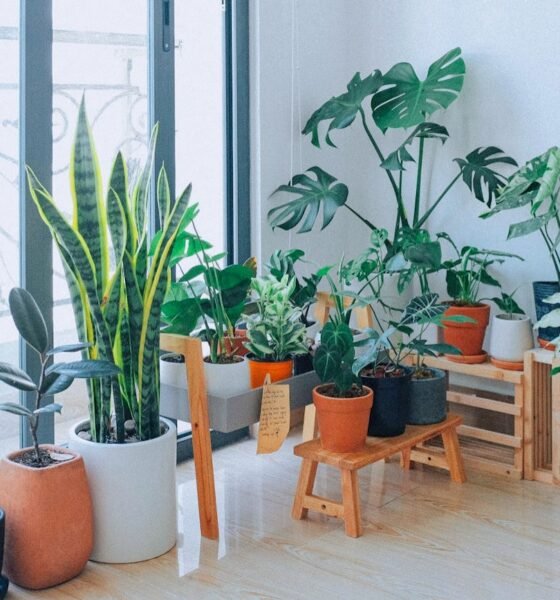 Best indoor plants for oxygen