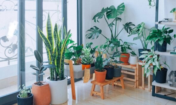 Best indoor plants for oxygen
