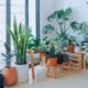 Best indoor plants for oxygen