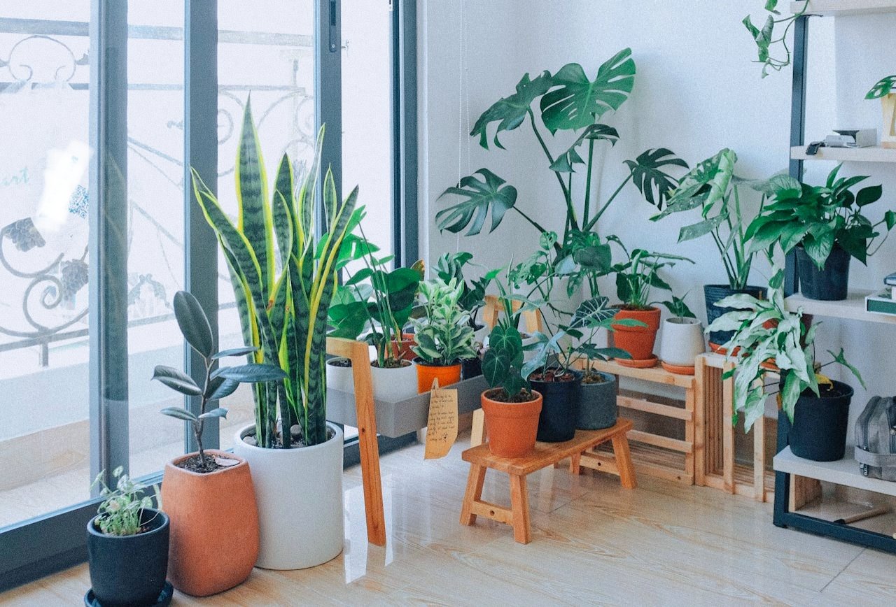 Best indoor plants for oxygen