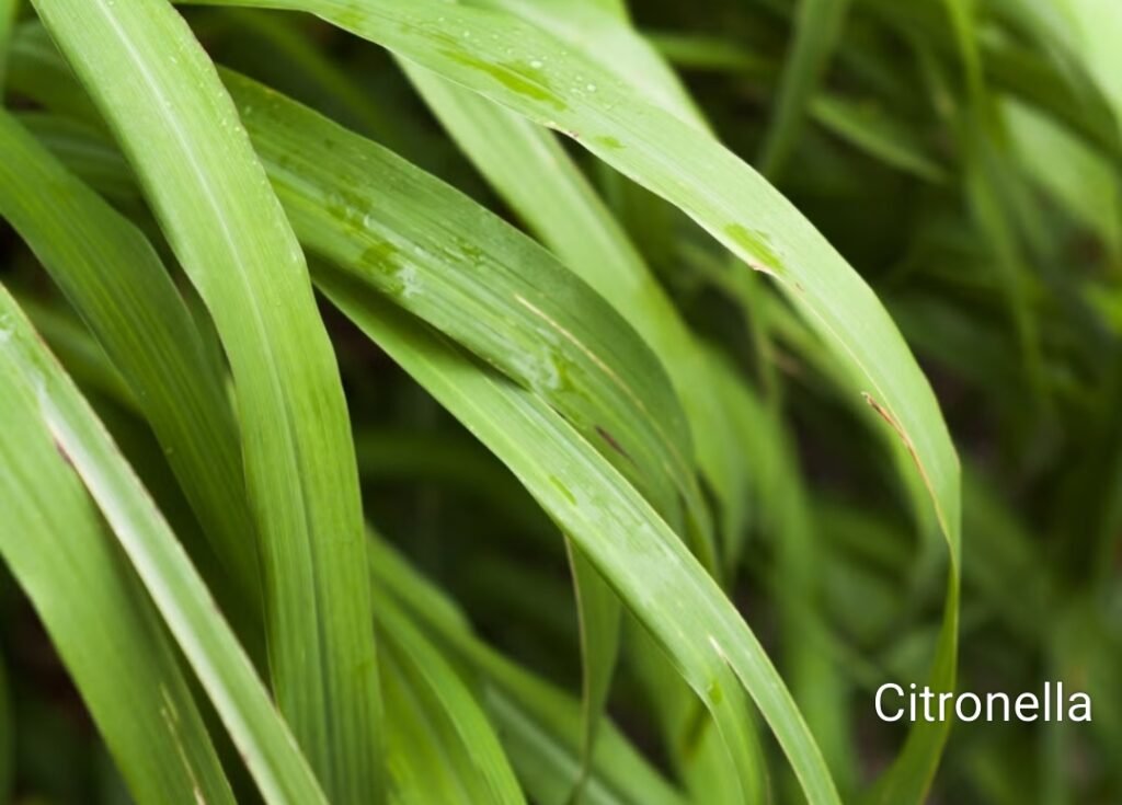 Best Mosquito Repellent Plants 