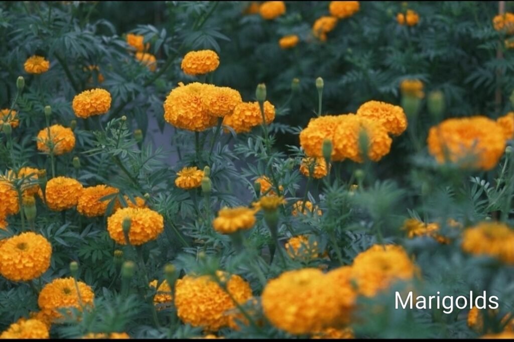 Best Mosquito Repellent Plants 