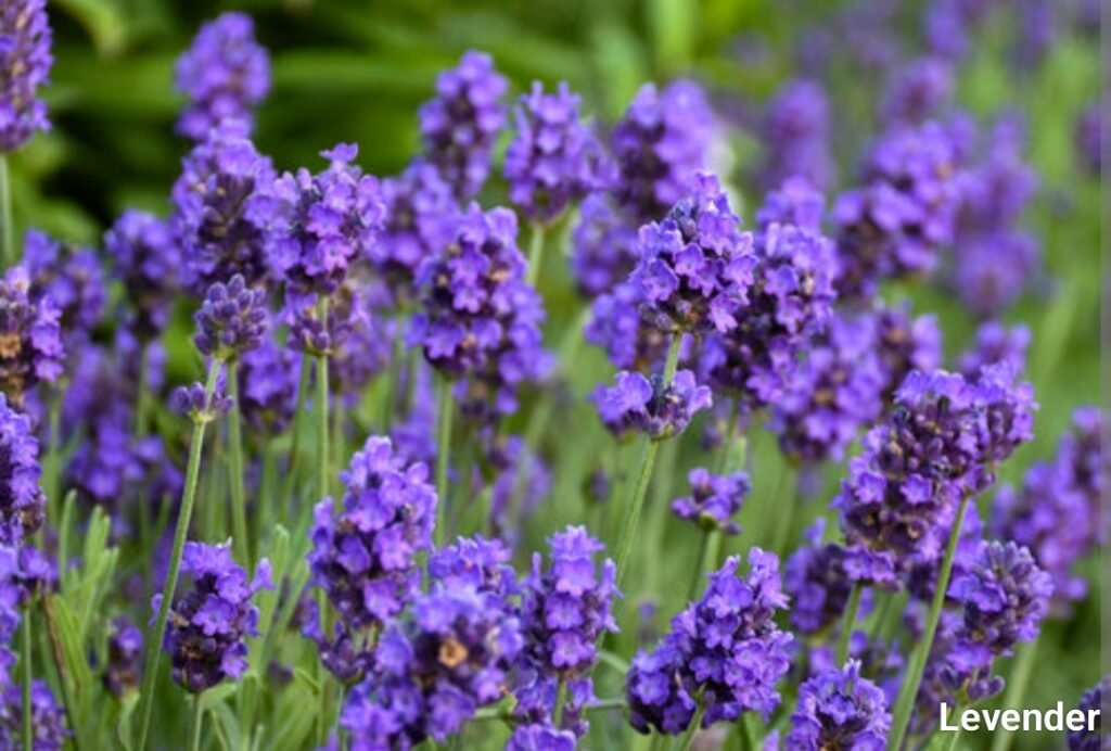 Best Mosquito Repellent Plants 