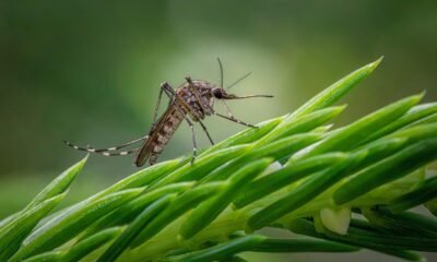 Best Mosquito Repellent Plants