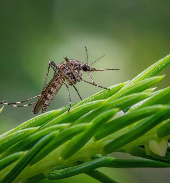 Best Mosquito Repellent Plants